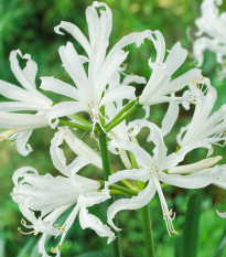 Nerina biela - Nerine alba - hľuzy neriny - 1 ks