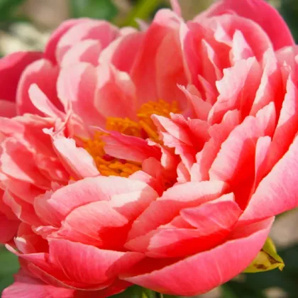 Pivónia Coral Sunset - Paeonia lactiflora - hľuzy pivónie - 1 ks