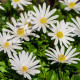 Sasanka vábna White Splendour - Anemone blanda - hľuzy sasaniek - 3 ks