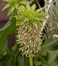 Chocholka - Eucomis bicolor - cibuľoviny - 1 ks