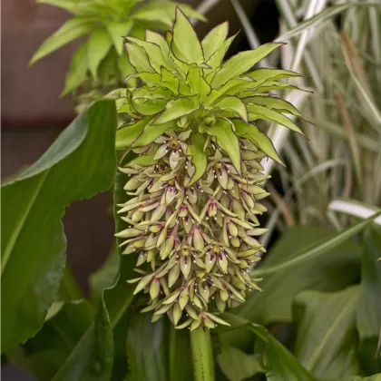 Chocholka - Eucomis bicolor - cibuľoviny - 1 ks