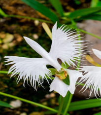 Vtáčia orchidea - Habenaria radiata - cibuľky vtáčej orchidey - 1 ks