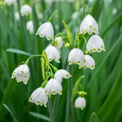 Bleduľa letná Giant - Leucojum aestivum - cibule bledúľ - 2 ks