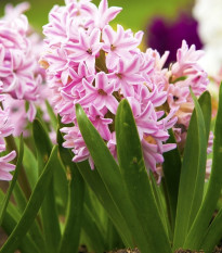 Hyacint Fondant - Hyacinthus fondante - cibuľa hyacintu - 1 ks