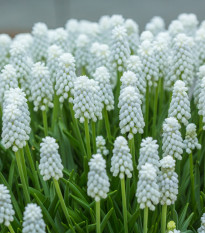 Modrica biela - Muscari aucheri - cibule modríc - 5 ks