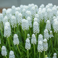 Modrica biela - Muscari aucheri - cibule modríc - 5 ks