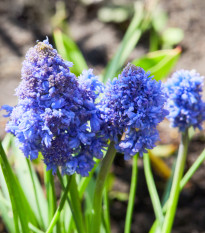 Modrica Blue Spike - Muscari aucheri - cibuľoviny - 5 ks