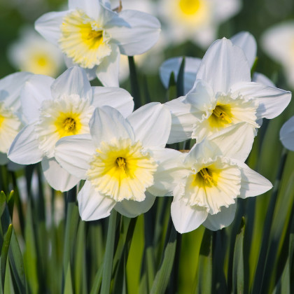 Narcis Mount Hood - Narcissus trumpet - cibuľoviny  - 3 ks