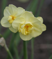 Narcis Cheerfulness - Narcissus - cibuľoviny - 3 ks