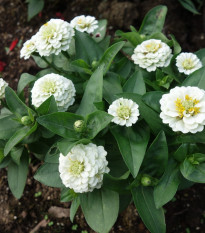 Cínia pôvabná biela - Zinnia elegans - semená - 100 ks