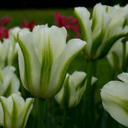 Tulipán Spring Green - Tulipa Spring Green - cibuľoviny - 3 ks