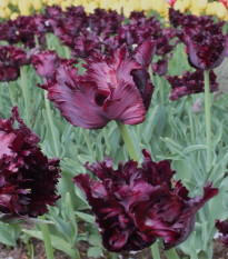 Tulipán Black Parrot - Tulipa - cibuľoviny - 3 ks