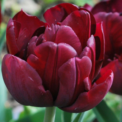 Tulipán Uncle Tom - Tulipa - cibuľoviny - 3 ks