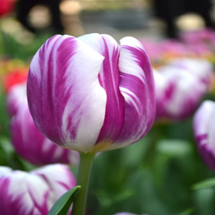 Tulipán Striped Flag - Tulipa - cibuľoviny - 3 ks