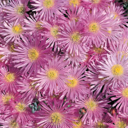 Lampranthus ružový - Lampranthus filicaulis - 10 ks