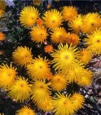 Lampranthus žltý - Lampranthus glaucus - semená lamparantu - 10 ks