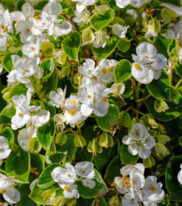 Begónia Ganymed F1 White - Begonia semperflorens - semená begónie - 20 ks