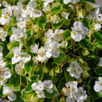 Begónia Ganymed F1 White - Begonia semperflorens - semená begónie - 20 ks