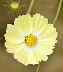 Krasuľka žltá Xanthos - Cosmos bipinnatus - semená krasuľky - 20 ks