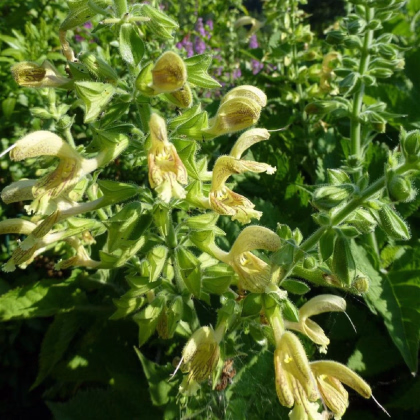 Šalvia žltá lepkavá - Salvia glutinosa - semená šalvie - 20 ks
