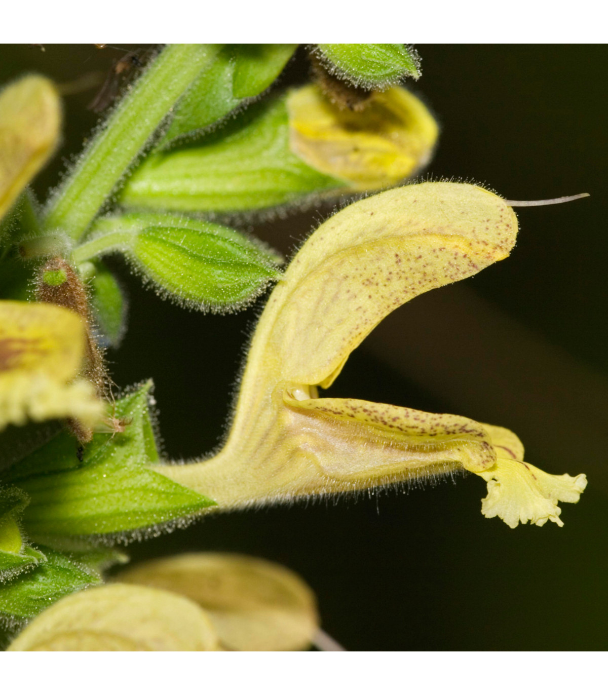 Šalvia žltá lepkavá - Salvia glutinosa - semená šalvie - 20 ks