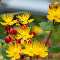 Ľubovník bobulovitý - Hypericum androsaemum - semená ľubovníka - 0,08 g