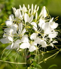 Kleoma tŕnistá biela - Cleome hassleriana - semená kleomy - 10 ks