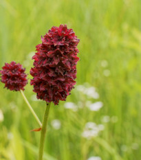 Krvavec lekársky - Sanguisorba officinalis - semená krvavca - 8 ks