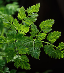 BIO trebuľka siata Fijne Krul - Anthriscus cerefolium crispum - bio semená trebuľky - 400 ks