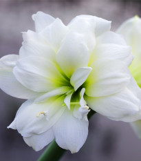 Zornica plnokvetá Jewel - Hippeastrum - cibuľa zornice - 1 ks