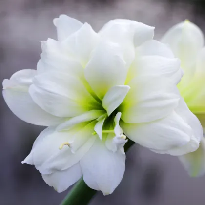 Zornica plnokvetá Jewel - Hippeastrum - cibuľa zornice - 1 ks