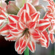 Zornica plnokvetá Dancing Queen - Hippeastrum - cibuľa zornice - 1 ks