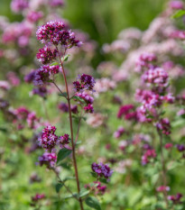 Pamajorán obyčajný - Origanum vulgare - semená pamajoránu - 1200 ks