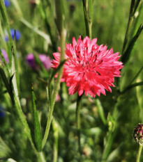 BIO Nevädza červená - Centaurea cyanus - semená nevädze - 50 ks