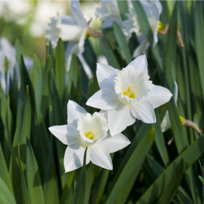 Narcis Tresamble - Narcissus - cibuľoviny - 3 ks