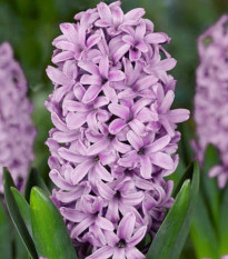 Hyacint Splendid Cornelia - Hyacinthus - cibuľa hyacintu - 1 ks