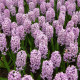 Hyacint Splendid Cornelia - Hyacinthus - cibuľa hyacintu - 1 ks