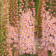 Fakľa Romance - Eremurus - hľuzy liliochvostca - 1 ks