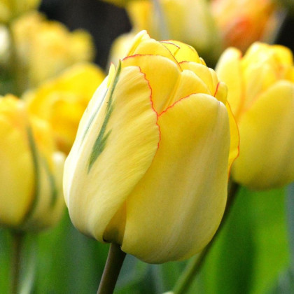 Tulipán plnokvetý Akebono - Tulipa - cibuľa tulipánov - 3 ks