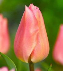 Tulipán Apricot Beauty - Tulipa - cibuľa tulipánov - 3 ks