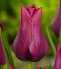 Tulipán Merlot - Tulipa - cibule tulipánov - 3 ks