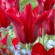 Tulipán Pieter de Leur - Tulipa - cibule tulipánov - 3 ks