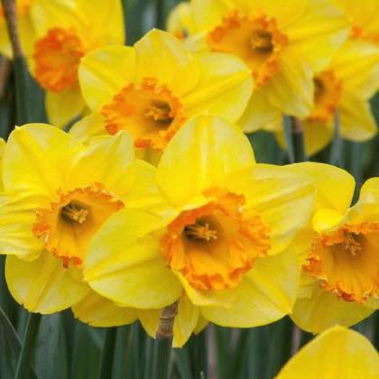 Narcis Early Flame - Narcissus - cibuľoviny - 3 ks