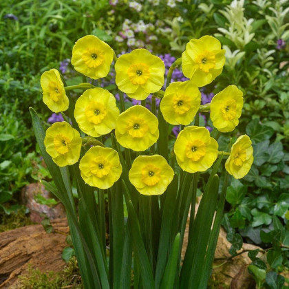 Narcis Sun Disc - Narcissus jonquilla - cibuľoviny - 3 ks