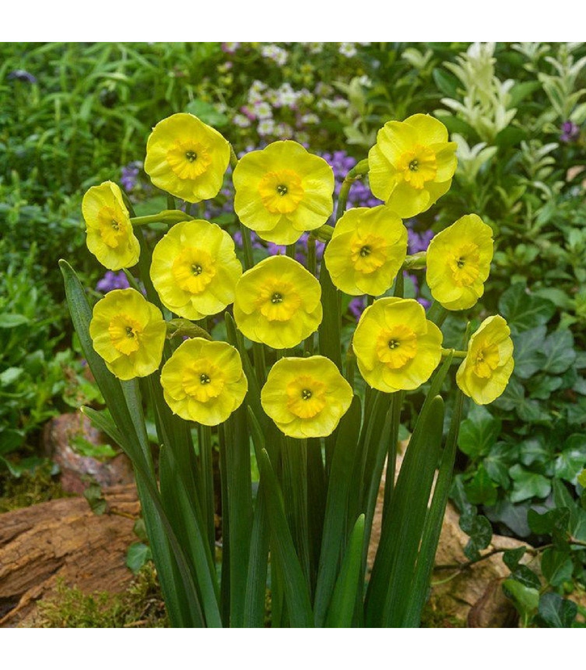 Narcis Sun Disc - Narcissus jonquilla - cibuľoviny - 3 ks
