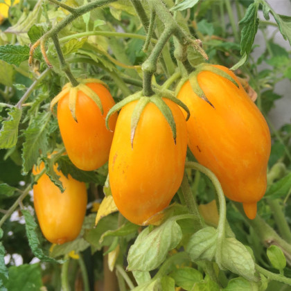 BIO Paradajka Banana Legs - Solanum lycopersicum - bio semená paradajky - 7 ks