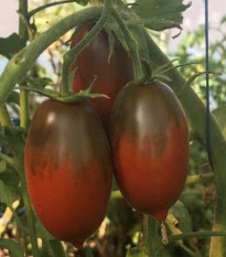 Paradajka Black Plum - Solanum lycopersicum - semená paradajky - 6 ks