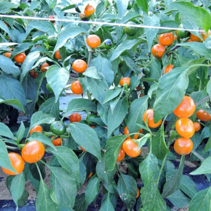 Chilli Korál oranžovej - Capsicum annuum - semená chilli - 7 ks