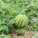 Vodný Melón Saskatchewan - Citrullus lanatus - semená melónu - 6 ks