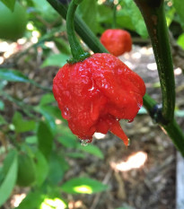 Chilli 7 Pot Primo - Capsicum chinense - semená chilli - 6 ks